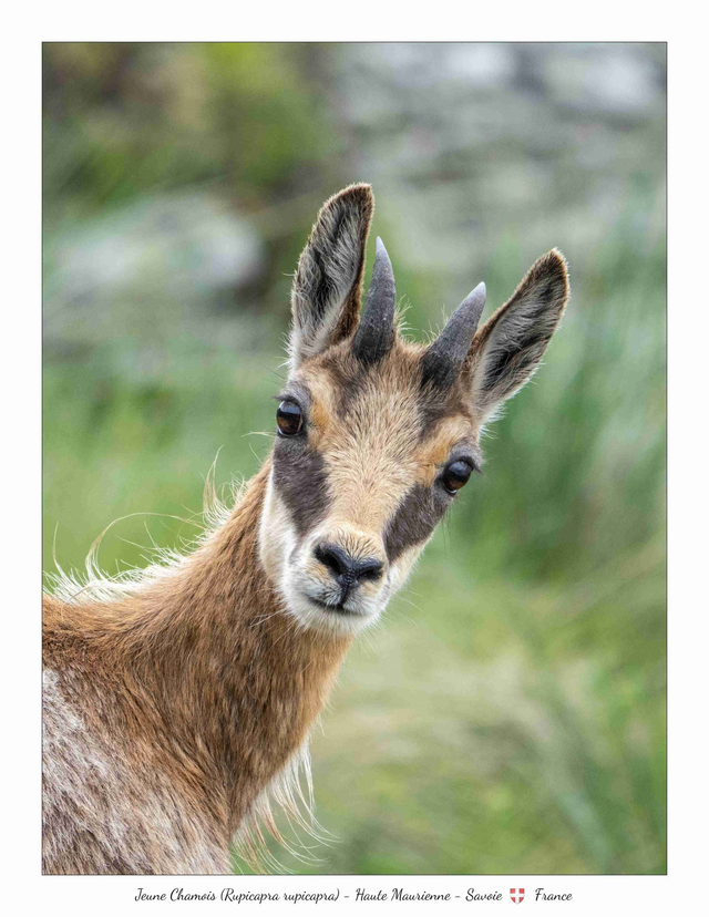 Jeune Chamois Lac Blanc