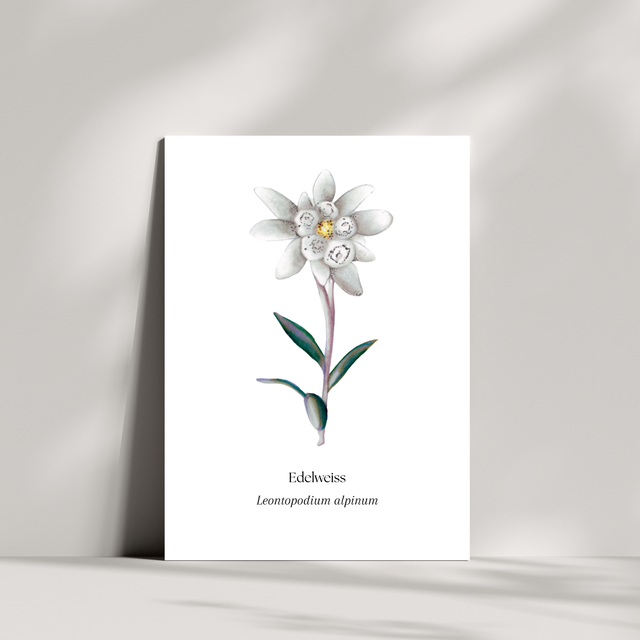 Cartes - Edelweiss
