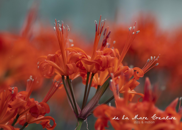 Sarniensis II - Nerine Sarniensis