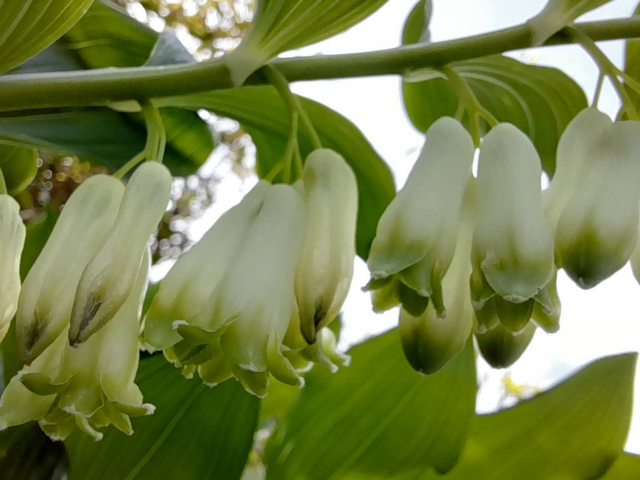Polygonatum - Solomon's seal - 1ltr pot