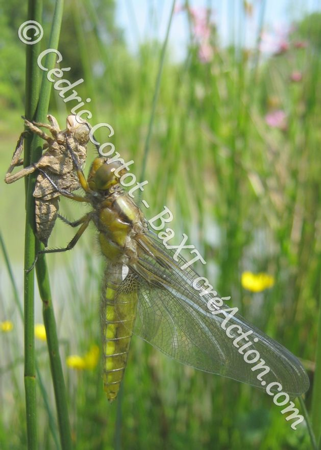 2 - Carte postale - Le petit monde du Vivant (Ref IMG_4207 )