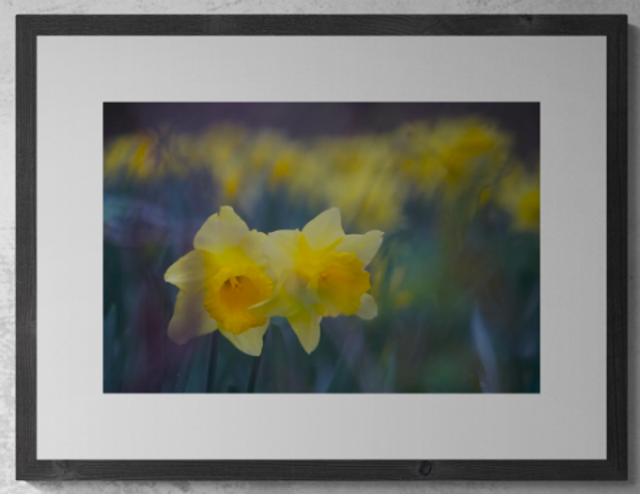 Daffodil Delight - Print