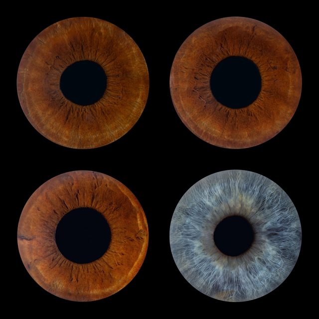 Iris Fotografie für 4 Personen 