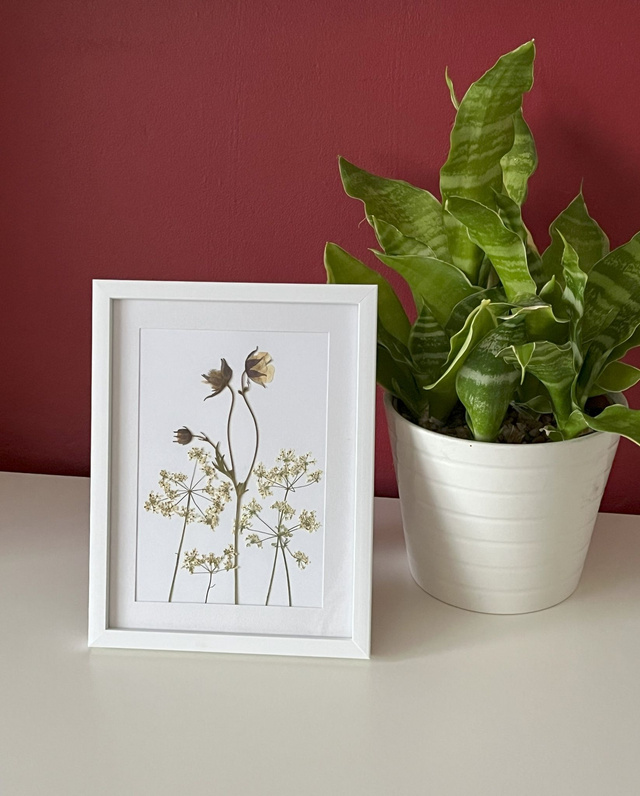 Geum and Cow Parsley