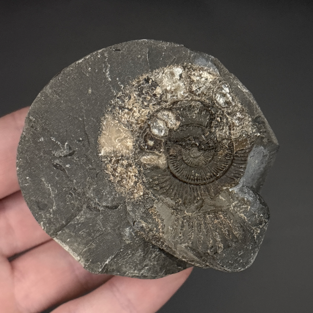 Dactylioceras Ammonite (Negative).