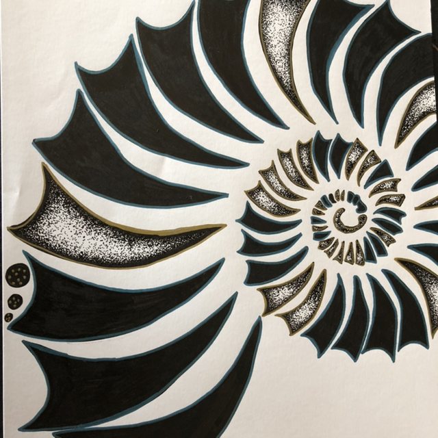 coquillage - 21 x 30 cm - encadrement 