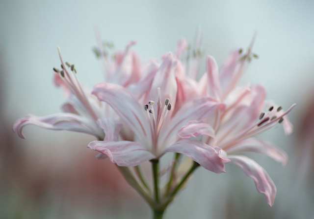 Soft Beauty - Nerine Sarniensis