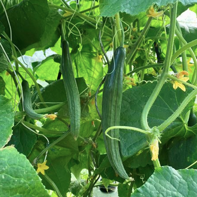 Concombre long et lisse Rollinson's Telegraph