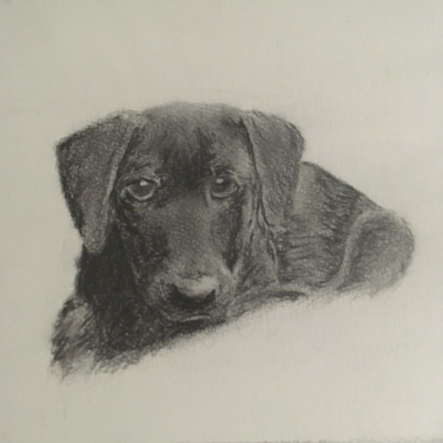 Milo the Dog