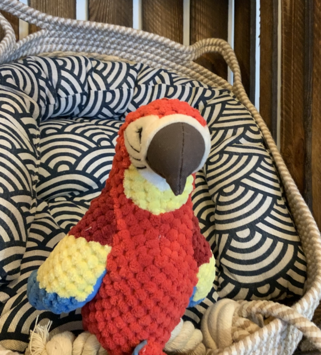 Parrot toy
