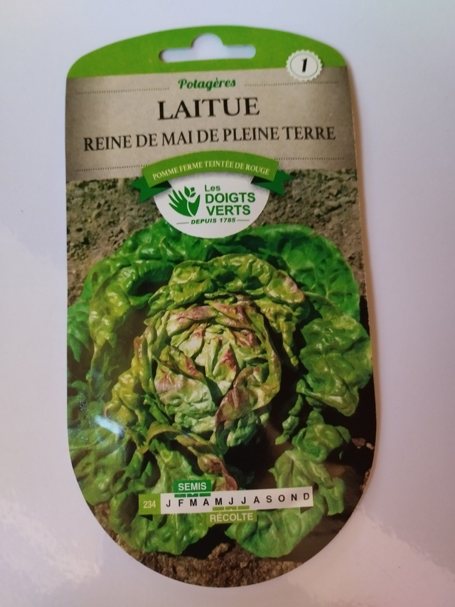 Laitue Reine de mai de pleine terre