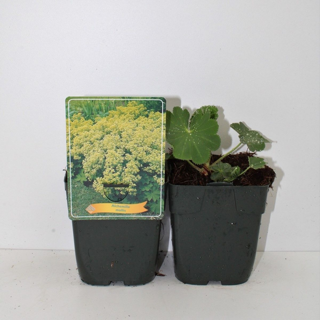 A03 . Alchemilla mollis
