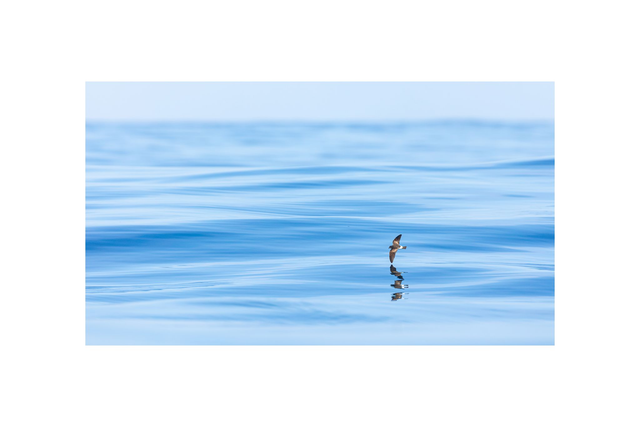 Océanite de Wilson - Avec passe-partout