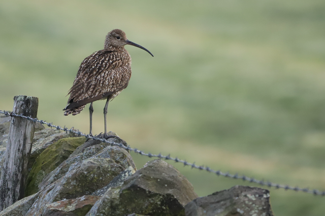 "Curlew" Print   