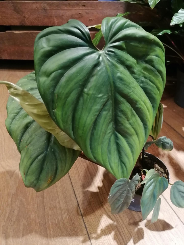 Philodendron Columbia in 12cm pot 