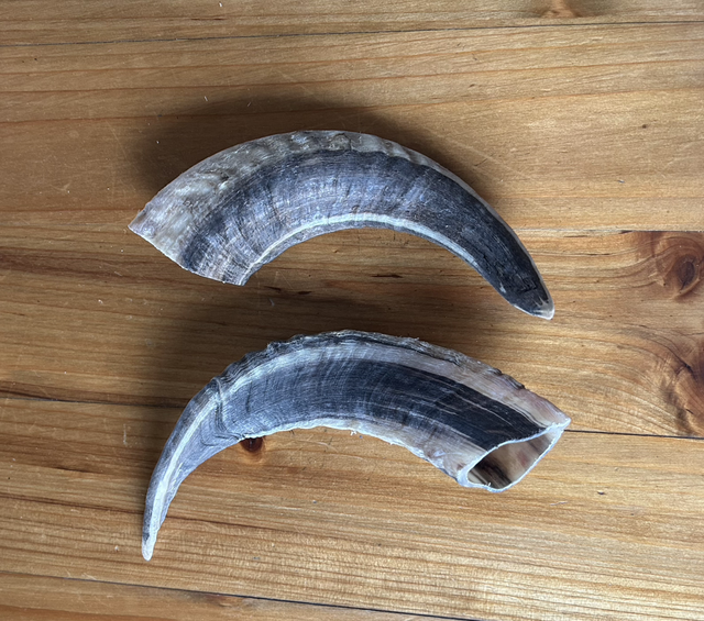 Corne de mouton Taille S