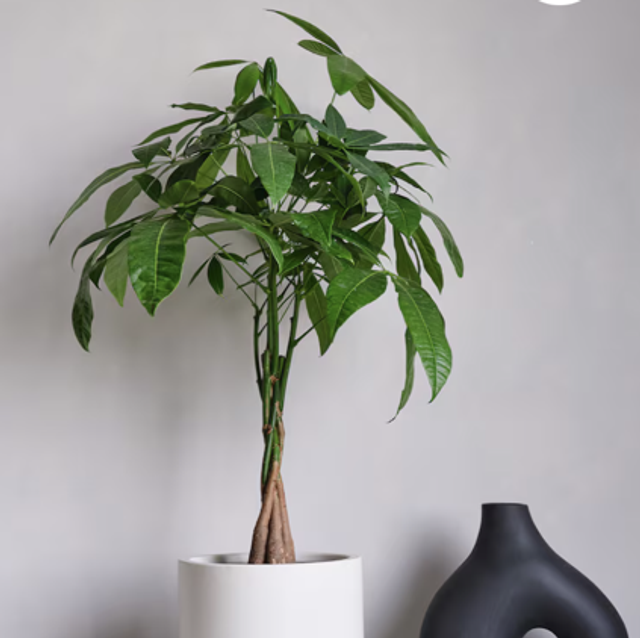 Pachira Aquatica Money Tree 90cm