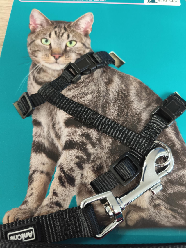harnais et laisse pour  chat noir