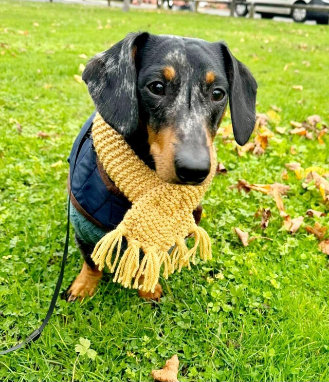Handmade pet scarf