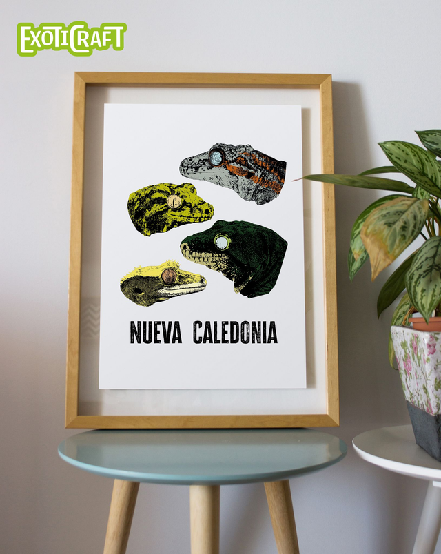 Geckos de Nueva Caledonia