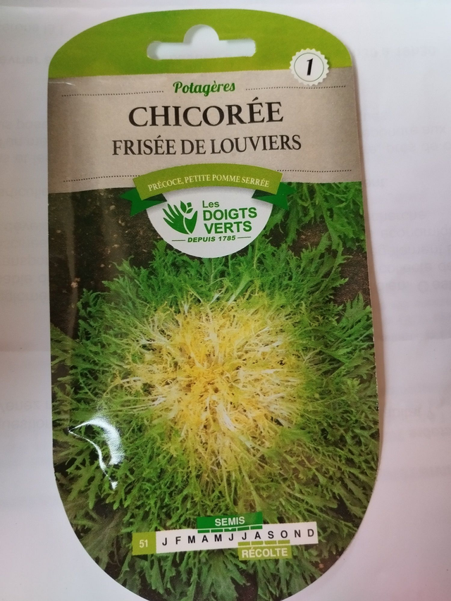 Chicorée Frisée de Louviers