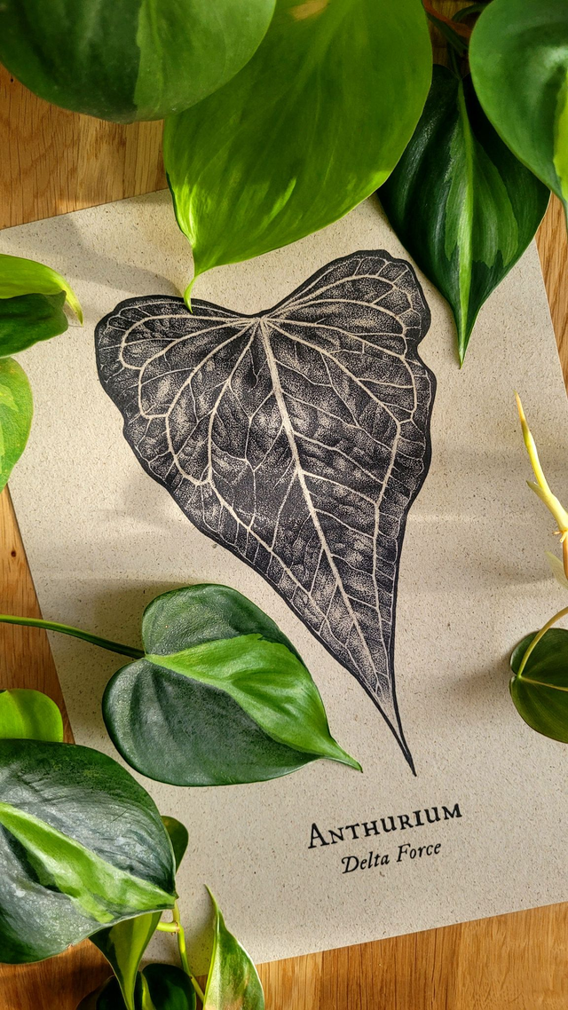 Anthurium Delta Force