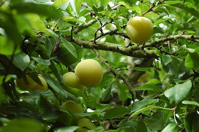Prunier - issu du semis de variété reine claude (Prunus Spp)