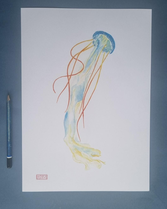 Méduse vaporeuse à partir de 4€