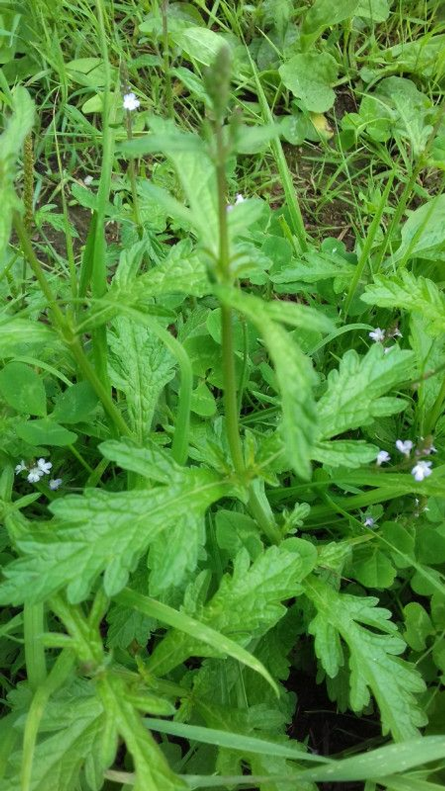 Alcoolature Verveine officinale