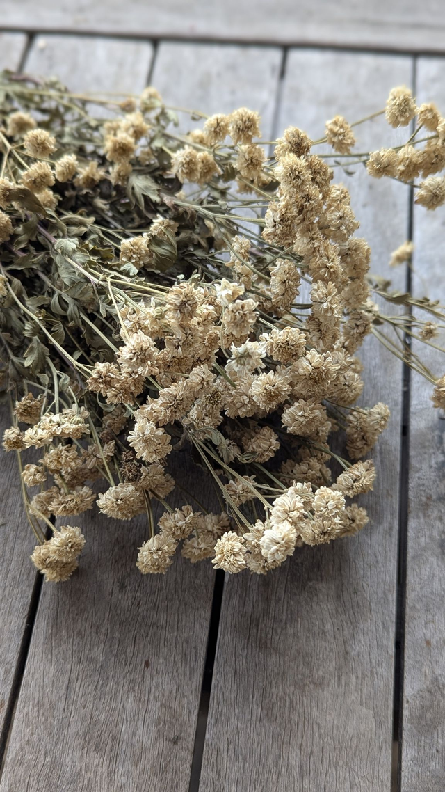 Fleurs de Tanacetum (Camomille)