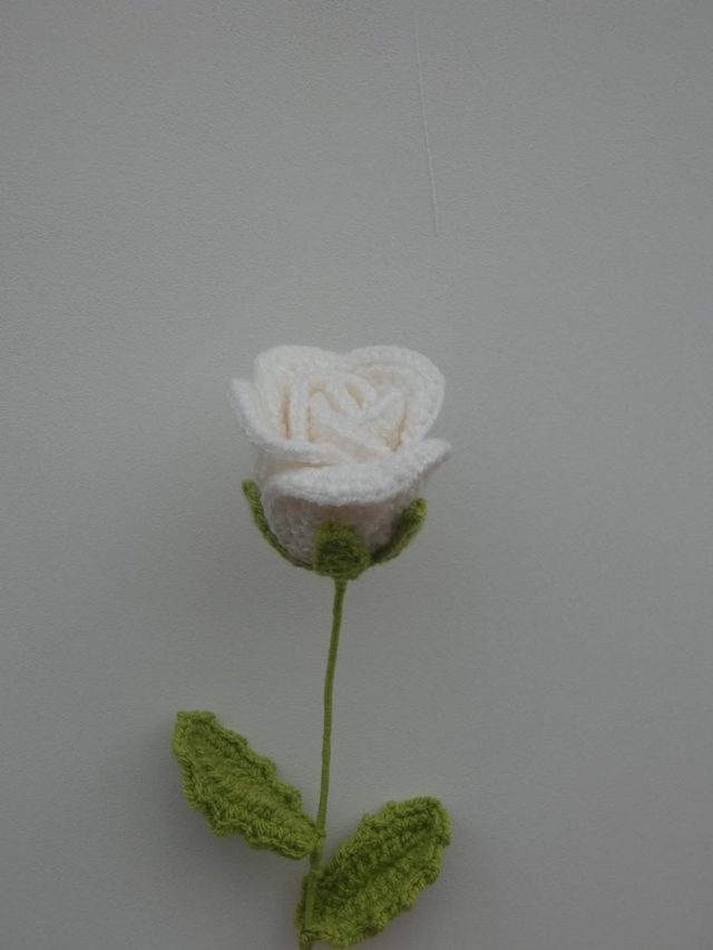 Rose moyenne blanche 