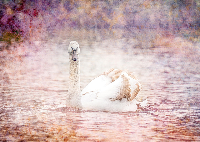 Swan Lake