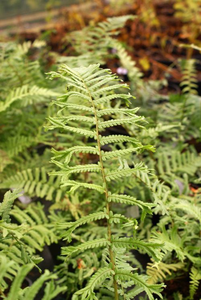 Dryopteris collection- 5 x 9cm potted ferns 