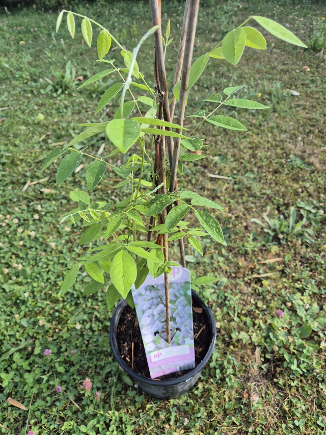 Glycine floribunda Rosea pot 3L