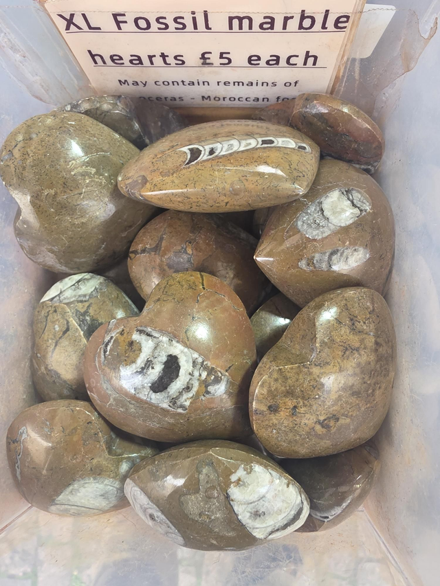Fossil heart 