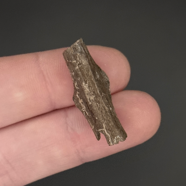 Edaphosaurus Bone Fragment