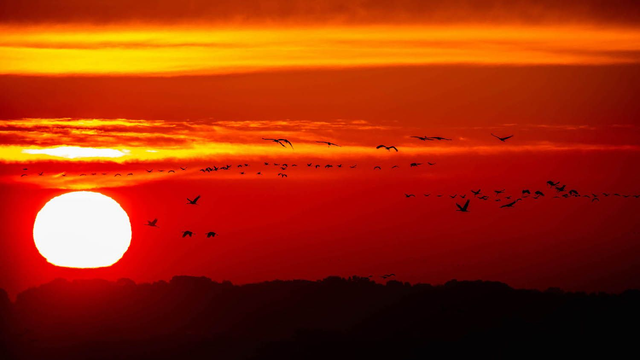 Tirage d'art : Grues Lac du Der