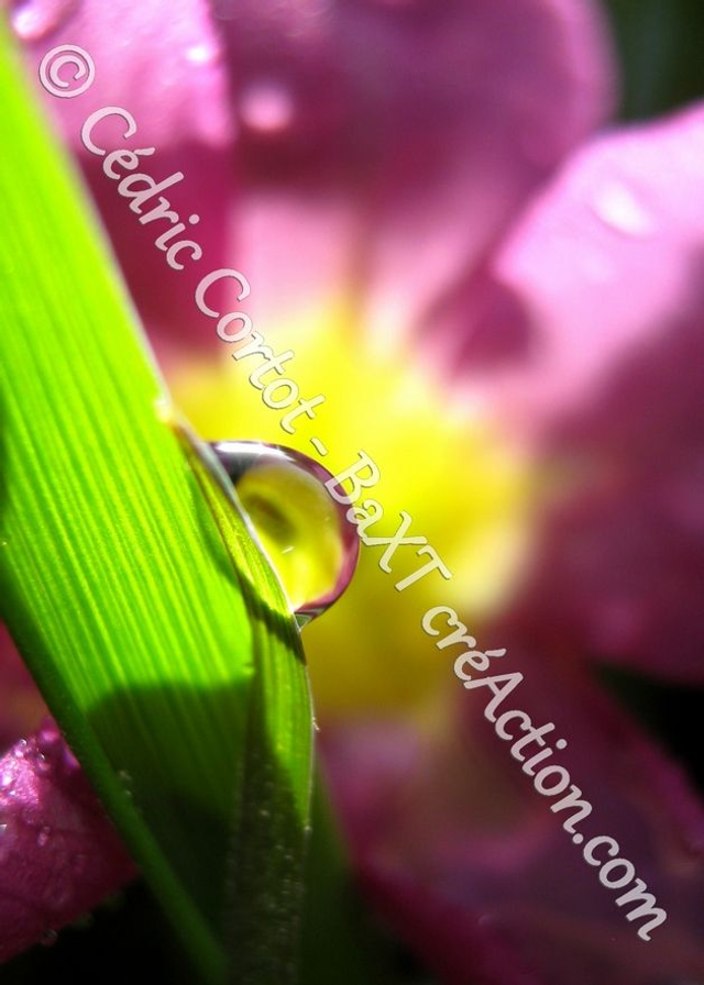 1 - Carte postale - Rosée et gouttes de pluie (Ref 1917)