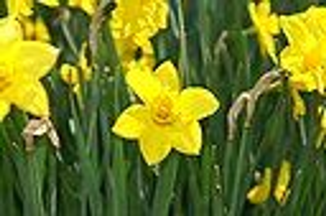 Narcissus 'Sweetness'