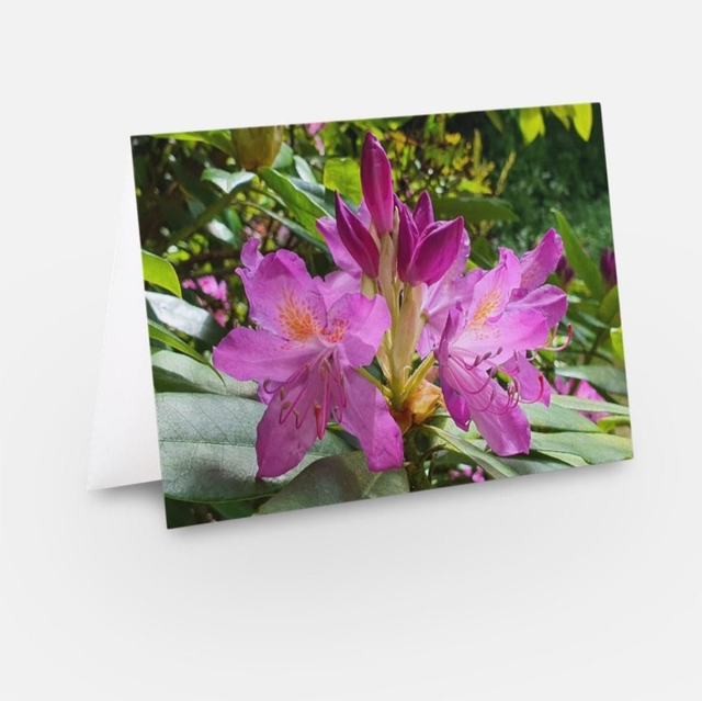 Pink Azalea flower greeting card 