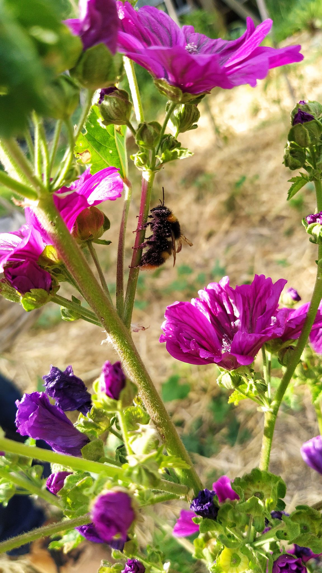 Mauve de Mauritanie - bio 15g