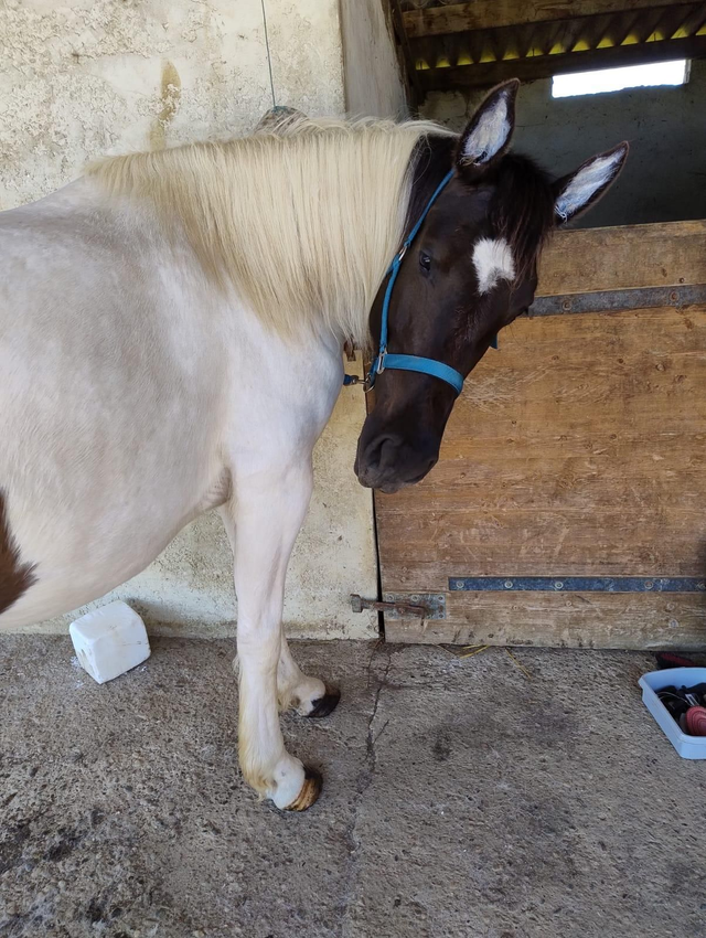 Stage demie journée