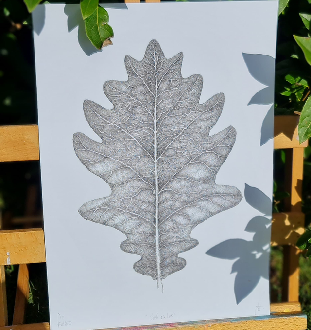 Sessile oak leaf print 