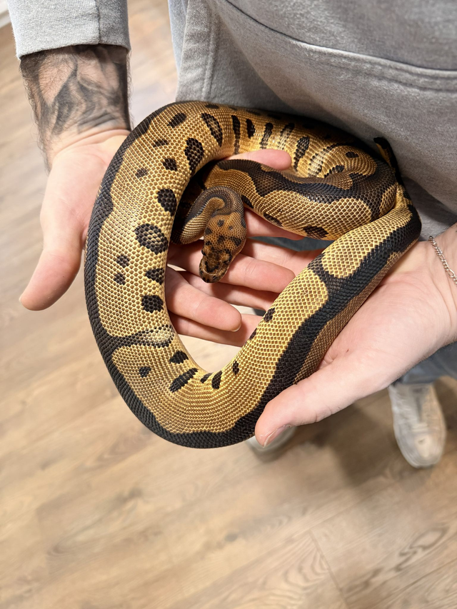 CB25 Leopard Clown Female
