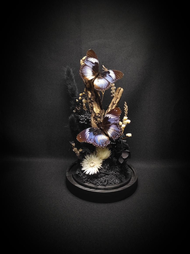 Diorama Duo d&#039;Hypolimnas salmacis