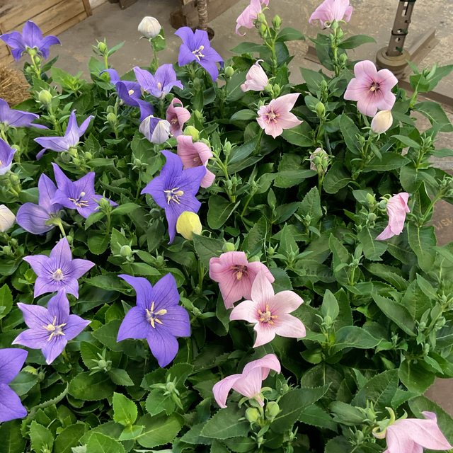 Platyco Gr Astra Blu