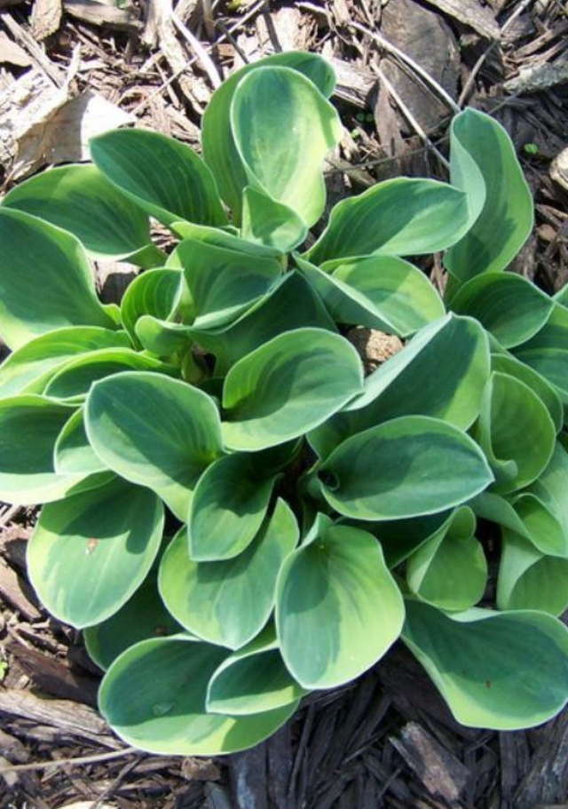 Hosta 'Frosted Mouse Ears' bare root