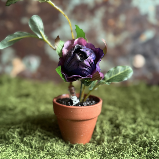34.🧪 Specimen: The Widow’s Draught