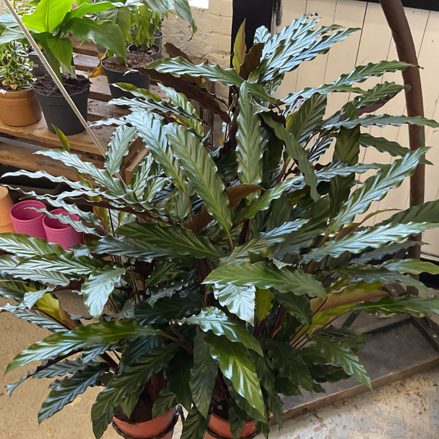 Calathea xxl