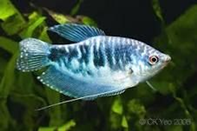 Cosby Gourami (Trichogaster trichopterus)